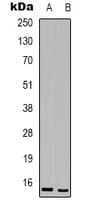 BATF3 Antibody (Internal)