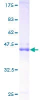 Human TC21 / RRAS2 Protein (Recombinant GST)