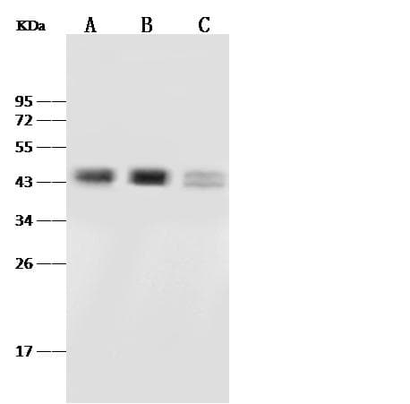 Polyclonal Rabbit anti-Human PAX2 Antibody (Preservative Free, IHC, IF, WB)