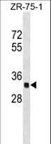 OR2C3 Antibody (aa246-273)