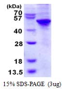 Human UBE1DC1 / UBA5 Protein (Recombinant His)