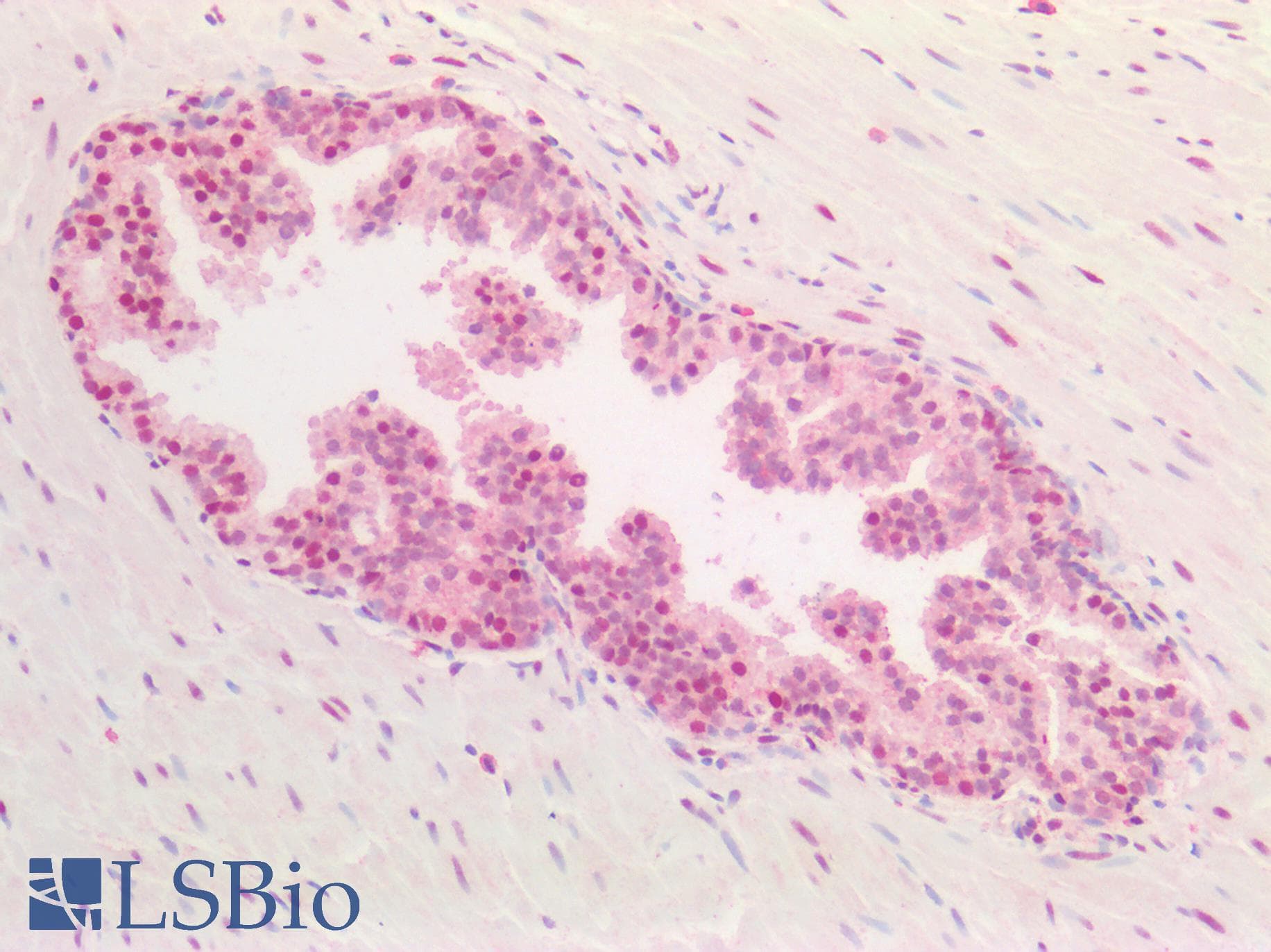 PathPlus™ PCNA Antibody (aa111-122)