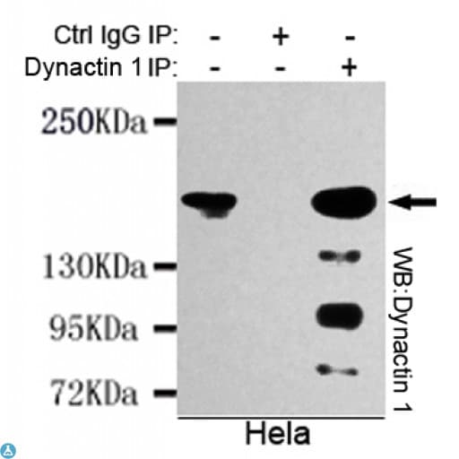 Monoclonal Mouse anti-Human DCTN1 / Dynactin 1 Antibody (WB)