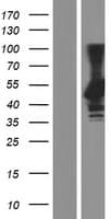 EDR / PEG10 Protein (Over-Expression Lysate Myc-DDK (Flag))