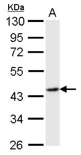 FLOT2 / Flotillin 2 Antibody (aa365-428)