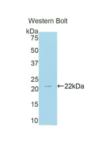 NOX4 Antibody (aa220-392, APC)
