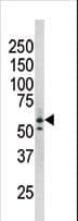 RAD9A / RAD9 Antibody (phospho-Ser277)
