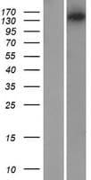 MYO3B Protein (Over-Expression Lysate Myc-DDK (Flag))