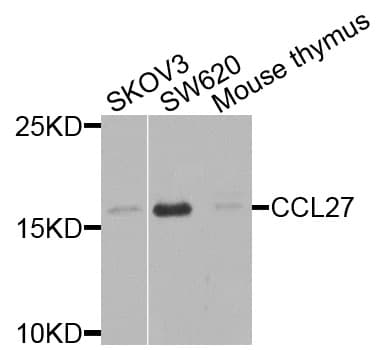CCL27 Antibody