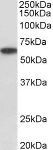 IHC-plus™ P2RX4 / P2X4 Antibody (aa56-69)