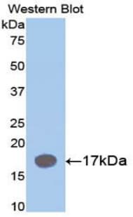 IL1RN Antibody (aa27-178, Biotin)