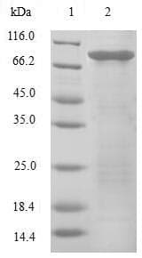 Human EIF3E Protein (Recombinant GST, N-terminus)