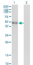 NEUROD2 Antibody (clone 3E7)