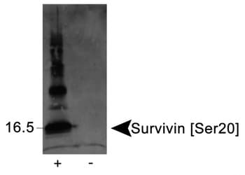 BIRC5 / Survivin Antibody (phospho-Ser20)