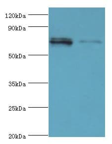DHX58 / LGP2 Antibody (aa389-678)