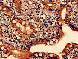 Polyclonal Rabbit anti-Human HRH1 / Histamine H1 Receptor Antibody (IHC, IF, WB)