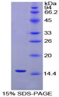 Chicken INHBA / Inhibin Beta A Protein (Recombinant His)