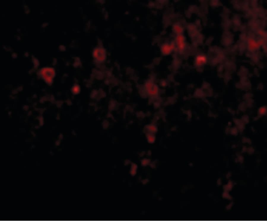 EBI3 / IL-27B Antibody