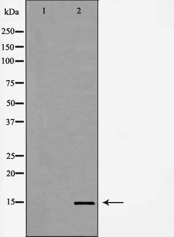 Polyclonal Rabbit anti-Human HIST3H3 Antibody (Methyl-Lys14, IHC, IF, WB)