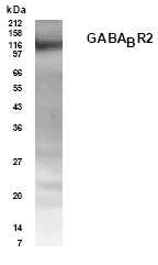 Polyclonal Rabbit anti-Human GABBR2 / GABA B Receptor 2 Antibody (aa42-54, WB)