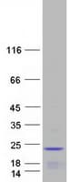 Human RPP25L / C9orf23 Protein (Recombinant Myc-DDK (Flag))