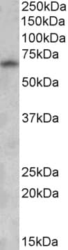 PathPlus™ GAD1 / GAD67 Antibody (aa526-537)