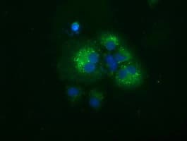 SQSTM1 Antibody (clone OTI1E9, Carrier-free)