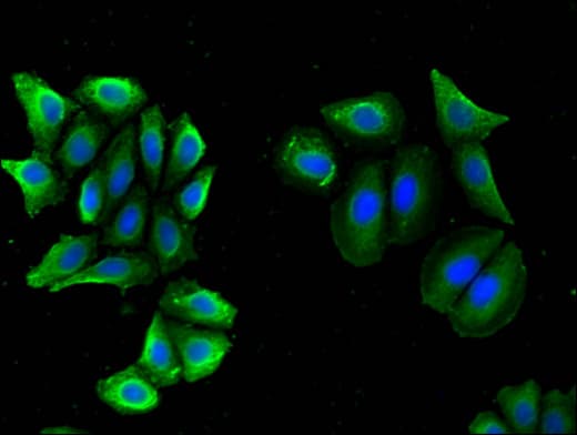 BACE2 Antibody