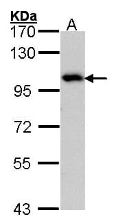 IHC-plus™ ADAM15 Antibody