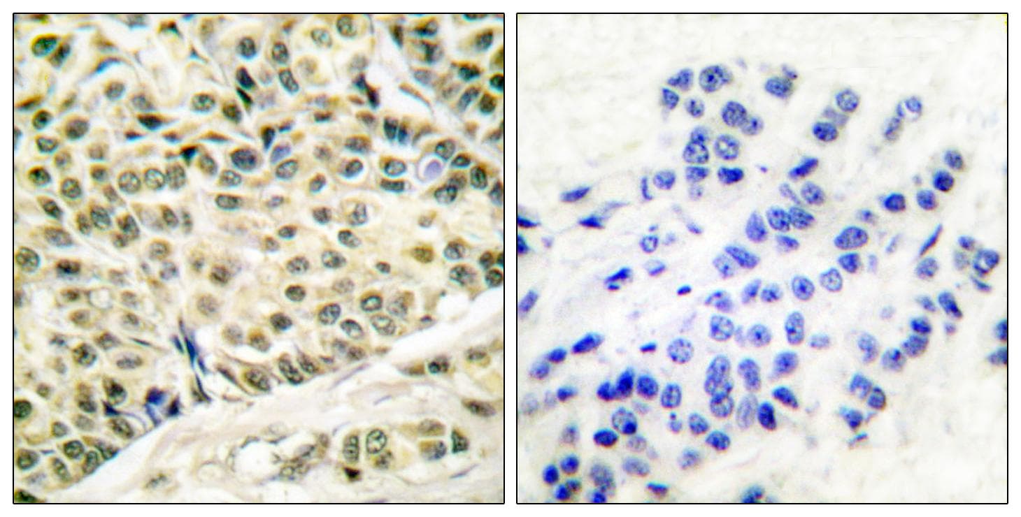 Polyclonal Rabbit anti-Human MCM2 Antibody (IHC, IF, WB)