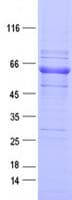 Human EPHA1 / EPH Receptor A1 Protein (Recombinant DDK,C-terminus)