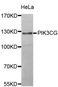 Polyclonal Rabbit anti-Human PIK3CG / PI3K Gamma Antibody (IHC, WB)