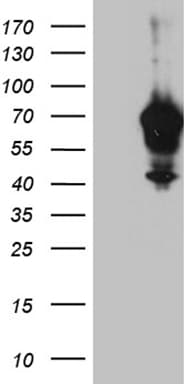 IRF2BP1 Antibody (aa457-584, clone OTI5H7, Carrier-free)