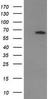 MAPK4 / ERK4 Antibody (clone OTI2F4)