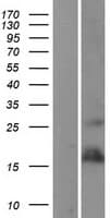 TNFRSF12A / TWEAK Receptor Protein (Over-Expression Lysate Myc-DDK (Flag))