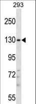 PITPNM2 / NIR3 Antibody (aa639-668)