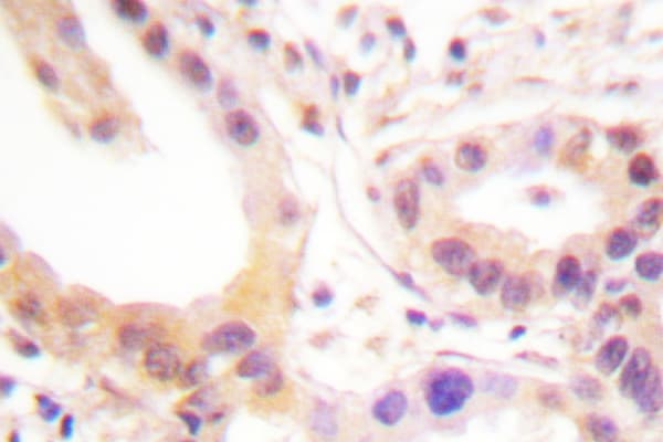 ETS1 / ETS-1 Antibody (Ala32)