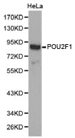 POU2F1 / OCT1 Antibody