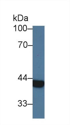 ARG2 / Arginase 2 Antibody (aa23-354, APC)