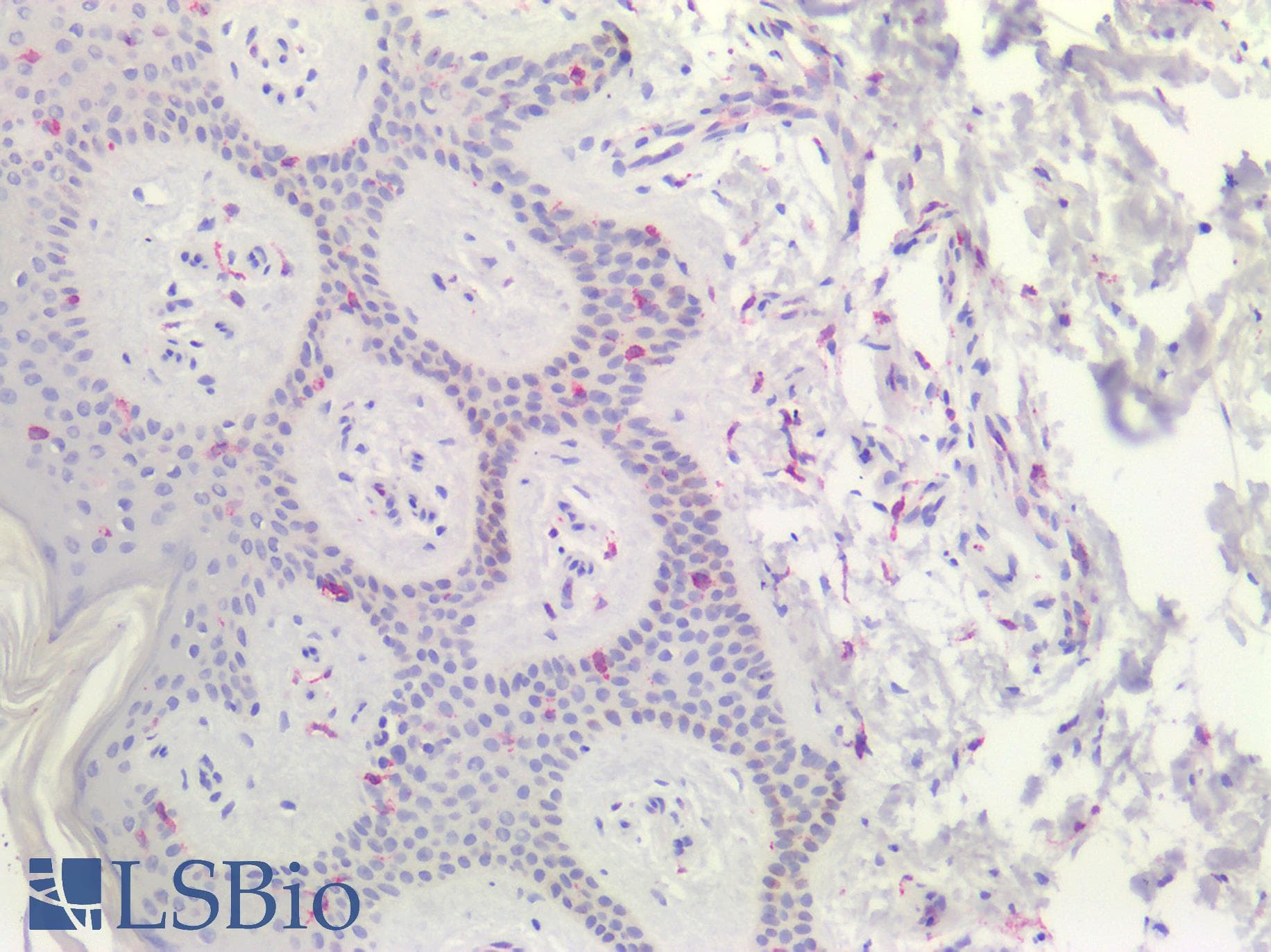 IHC-plus™ Monoclonal Mouse anti-Human CD74 / CLIP Antibody (clone CDLA74-1, Azide-free,BSA-free, IHC, IF)