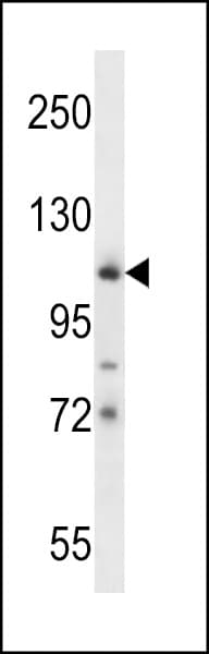c-Kit / CD117 Antibody (aa912-941)