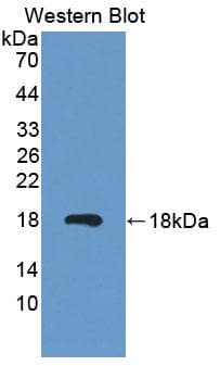 MARS Antibody (PE)
