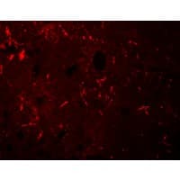 IHC-plus™ KCNK12 Antibody