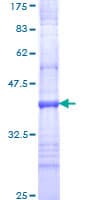 Human ITGA8 / Integrin Alpha 8 Protein (Recombinant GST, N-terminus)