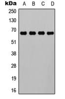 ELF1 Antibody (C-Terminus)