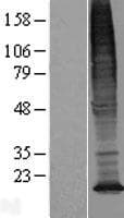 Human TMEM128 Protein (Over-Expression Lysate Myc-DDK (Flag))