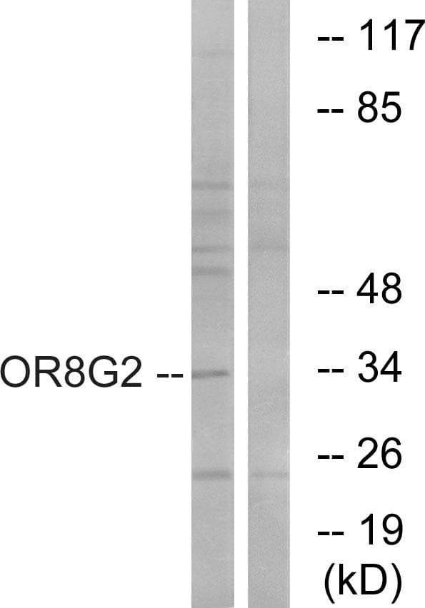 OR8G2 Antibody
