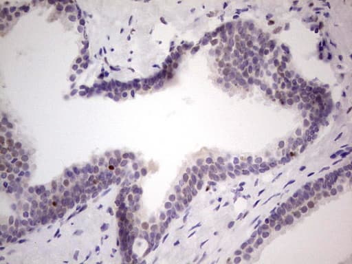 UFD1L Antibody (clone OTI4C7)