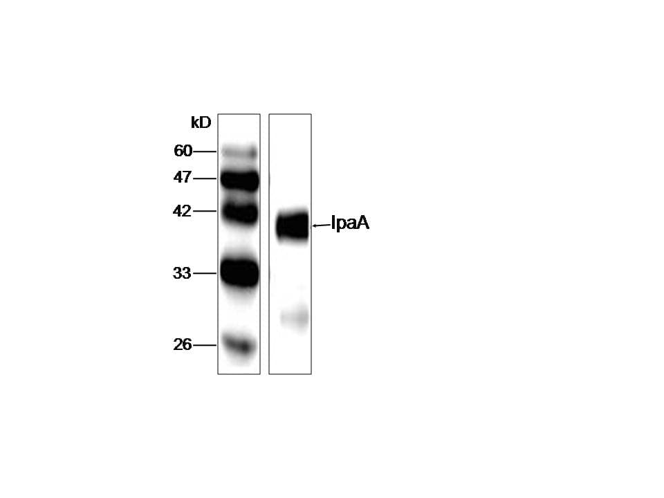 Monoclonal Mouse anti-Shigella dysenteriae Shigella dysenteriae IpaA Antibody (aa240-581, WB)