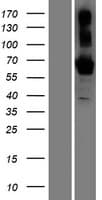 BTNL9 Protein (Over-Expression Lysate Myc-DDK (Flag))